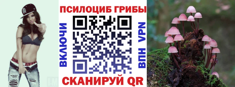 mega tor  Пучеж  Галлюциногенные грибы Psilocybine cubensis 